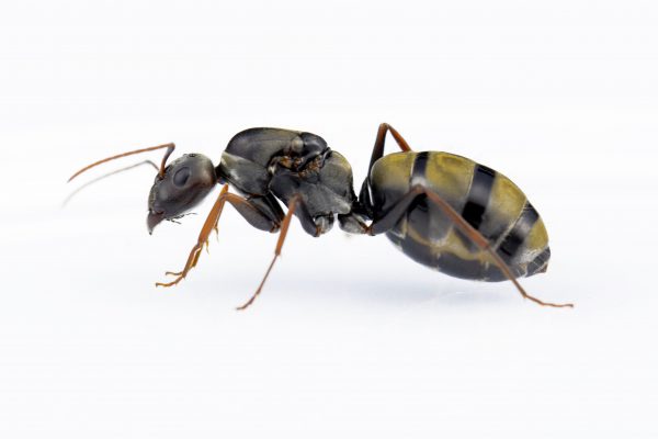 Camponotus Cinctellus - Carpenter- Ants South Africa