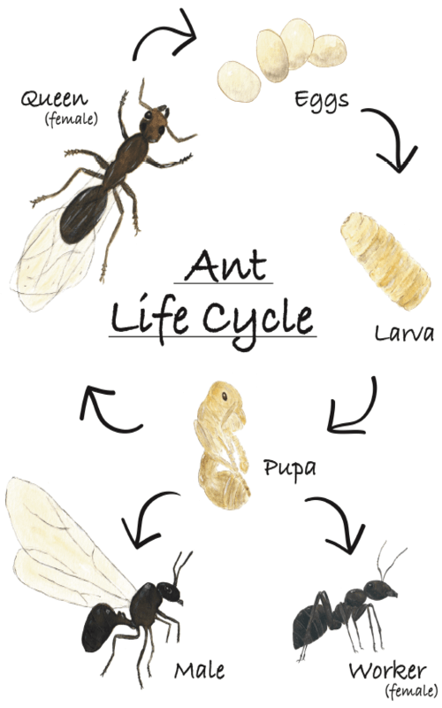 Ant Lifecycle