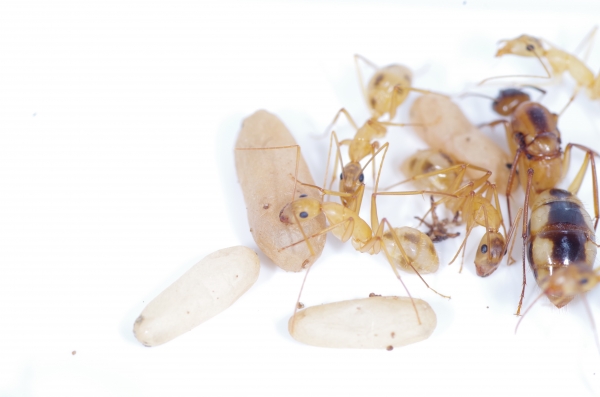 Camponotus Maculatus - Ants South Africa
