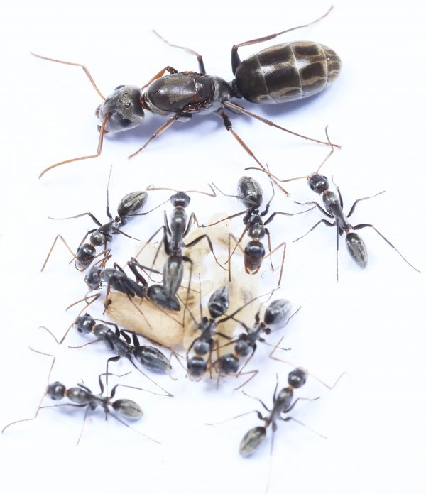Camponotus Vestitus - Ants South Africa